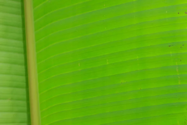 Abstract background  of banana leaf texture blur