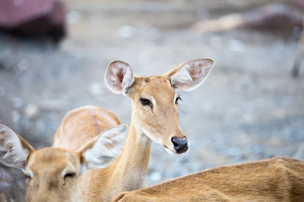 Impala