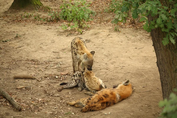 Three resting spotted hyenas -  laughing hyenas