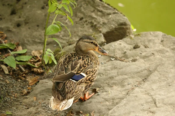Female mallard duck (wild duck) standing on small rock next to green pond