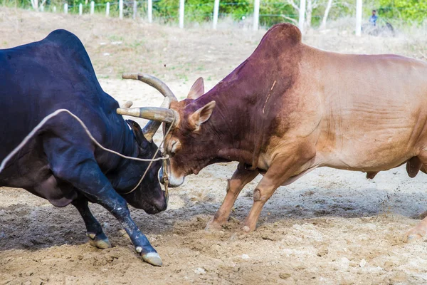 Traditional cow charges into another fighting on game of the bul