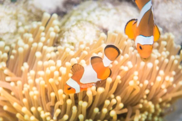 Anemone and anemone fish