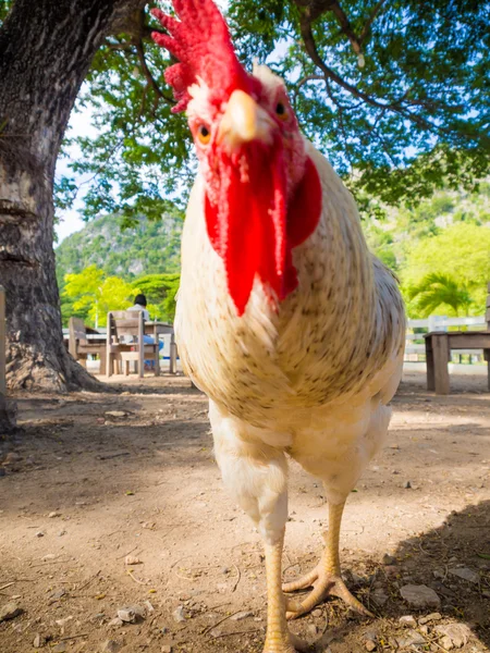 Portrait of a red chicken under big tree