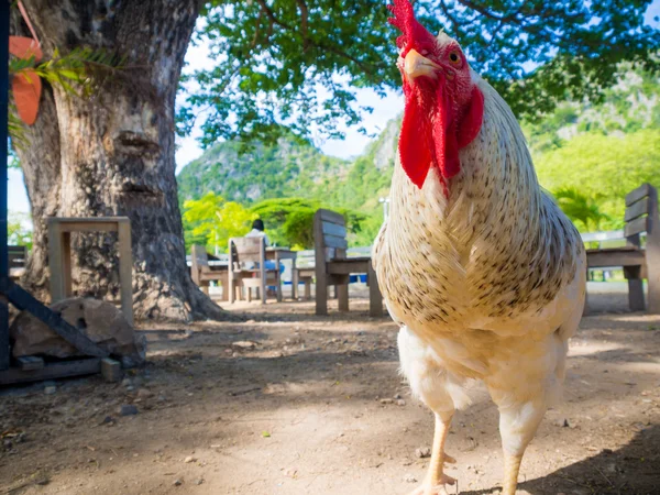 Portrait of a red chicken under big tree