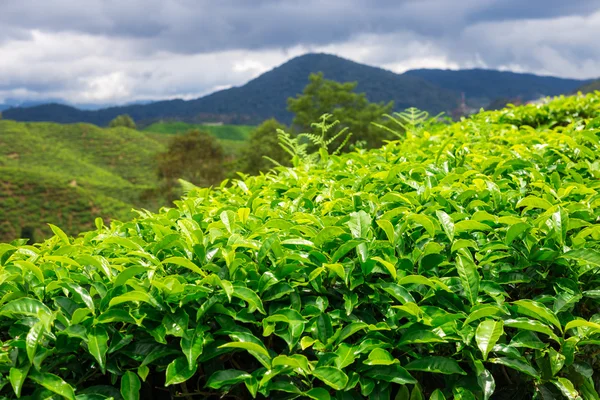 Tea Plantations under sky Cameron highlands Malaysia