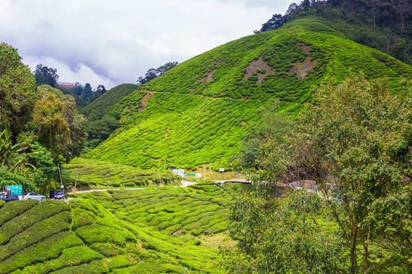 Tea Plantations under sky Cameron highlands Malaysia