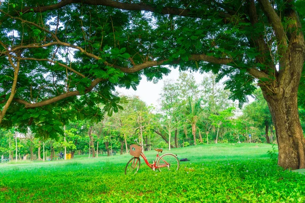 Classic bicycle in the park