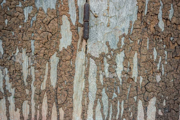 Damage wood wall by termite