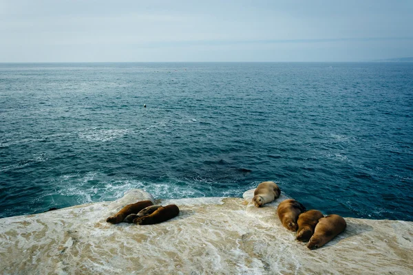 Sea lions on cliffs overlooking the Pacific Ocean, in La Jolla,
