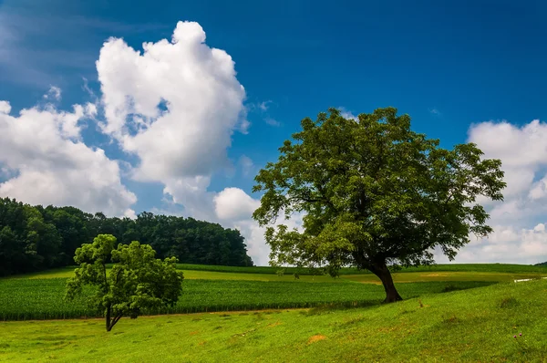 Beautiful partly-cloudy summer sky over trees and farm fields in