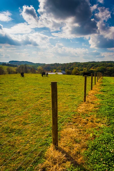 Cows and fence in a farm field in rural York County, Pennsylvani