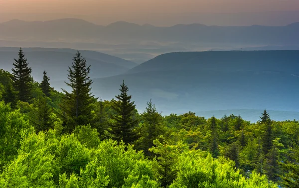 Pine trees and distant mountains, seen from Bear Rocks Preserve,
