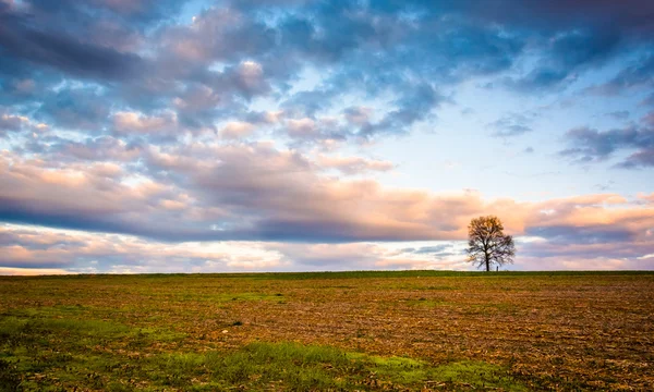 Sunset over a lone tree in a farm field in rural York County, Pe