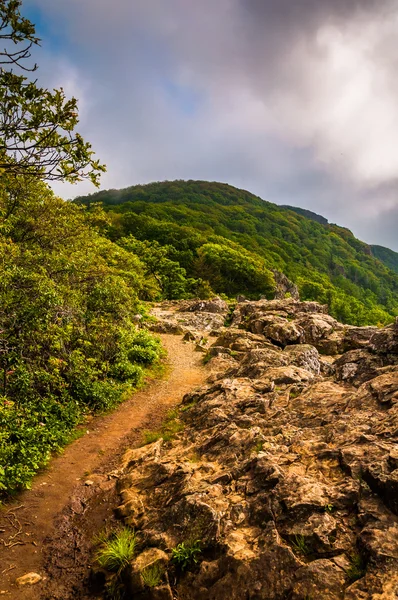 The Appalachian Trail on Little Stony Man Cliffs in Shenandoah N