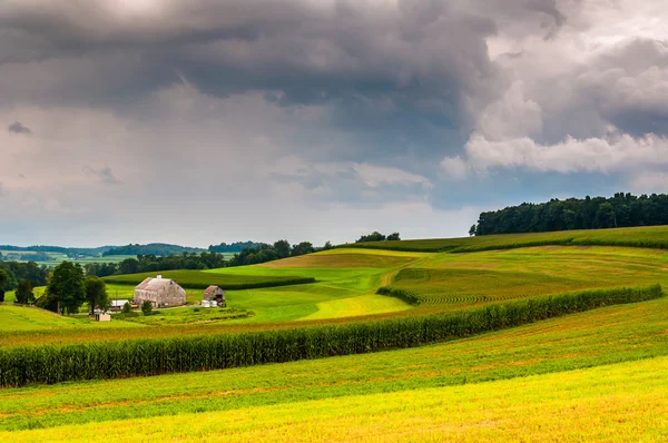 View of corn fields on a farm, in rural York County, Pennsylvani