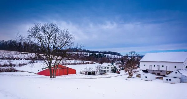 Winter view of barns and a tree on a farm in rural York County,