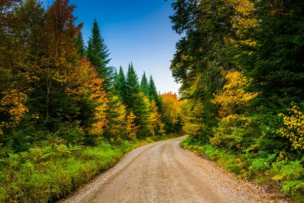 Autumn color along a dirt road in White Mountain National Forest