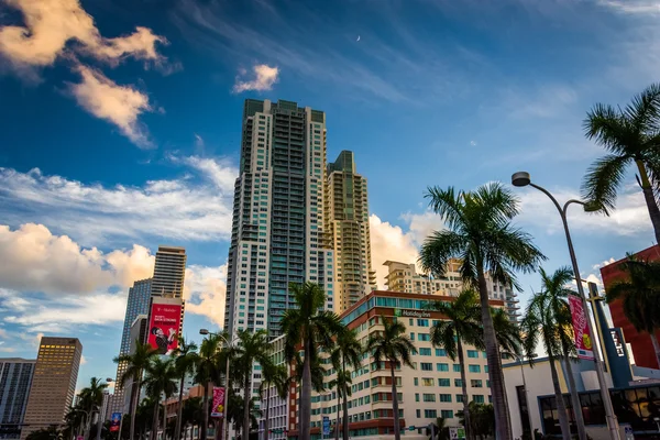 Skyscrapers and palm trees in downtown Miami, Florida.