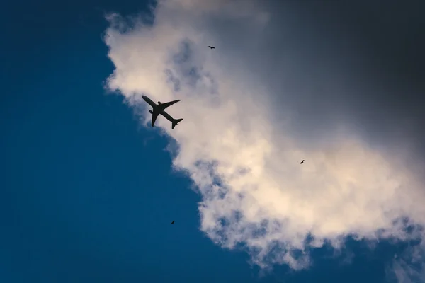 Airplane and birds in the sky in Miami, Florida.