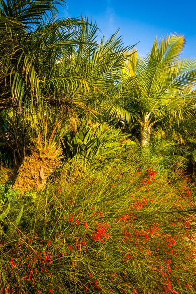 Red flowers and palm trees in Laguna Beach, Californial