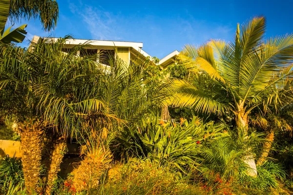Palm trees and house in Laguna Beach, California.