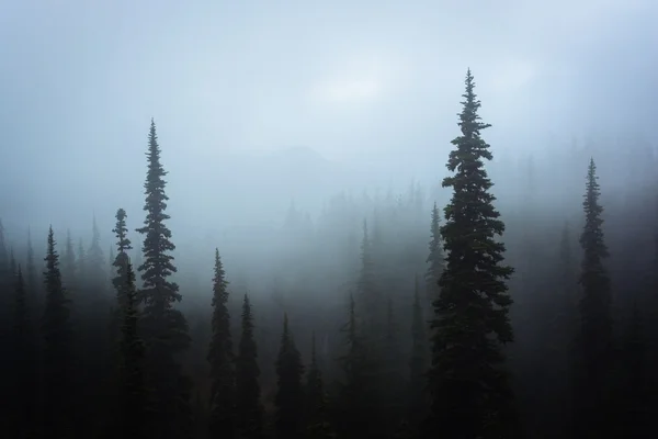 Pine trees in fog, at Hurricane Ridge, in Olympic National Park,