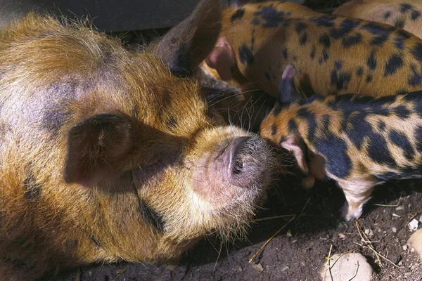 A Mother Pig and Piglets