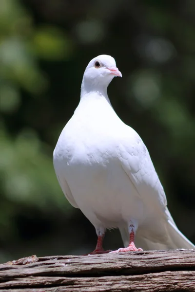 Close up of a White Dove