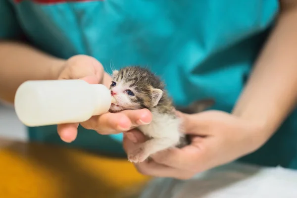 Vet Clinic - Kitten Drinking Milk