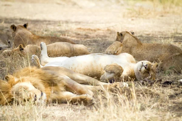 Cute lion sleeps on the back with paws in air