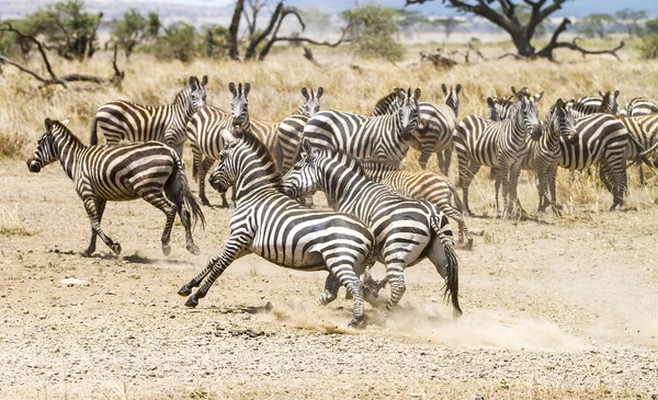 Two zebras fighting at the plains of Serengeti