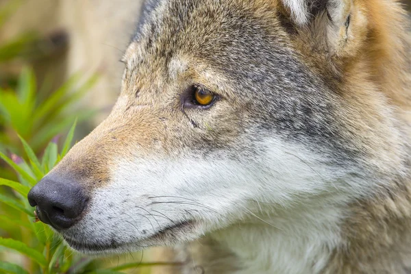 Close-up portrait of a wolf head