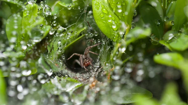 Spider defend its nest