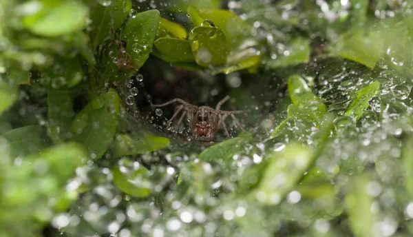 Spider in front of its nest