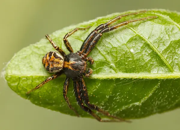 Spider sprawl on leaf