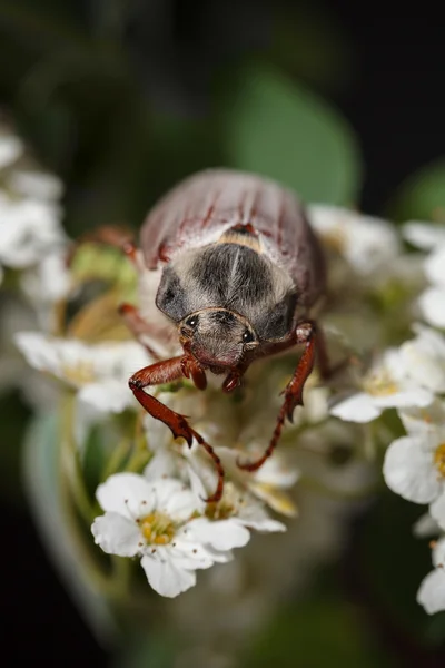 Cockchafer beetle on  flower