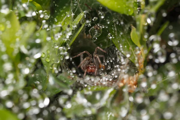 Spider in front of its nest