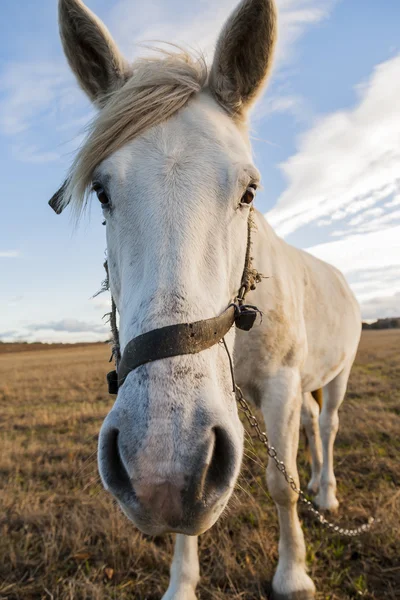 Portrait of a white horse.