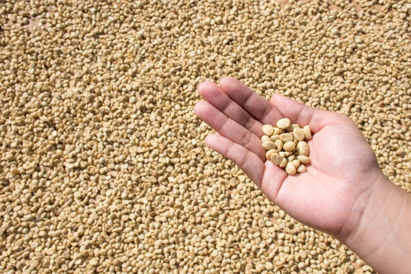 Dry coffee beans in farmer hand on dry coffee background
