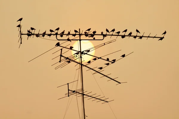 Television antenna  with a bird on sunset