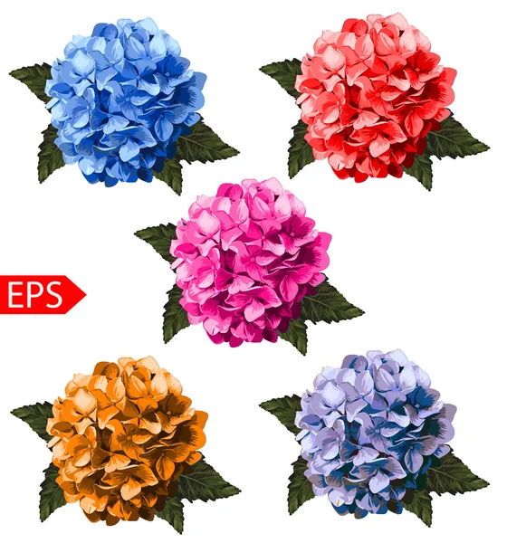 Vector set of realistic hydrangea, lavender. Illustration with flowers. Vintage. Can be used for gift wrapping paper. EPS