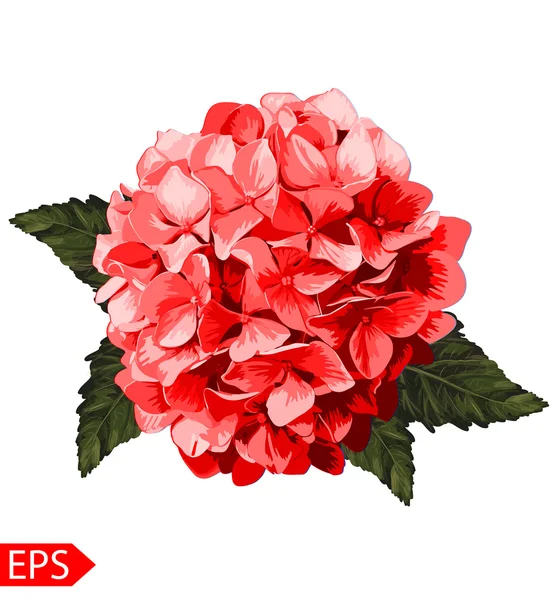 Vector red realistic hydrangea, lavender. Illustration of flowers. Vintage. Can be used for gift wrapping paper. EPS