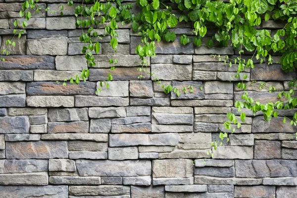 Brick wall with green creeper plants