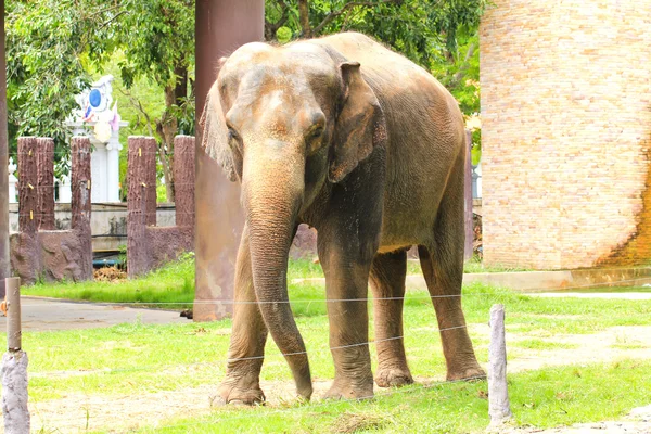 Elephant in a zoo