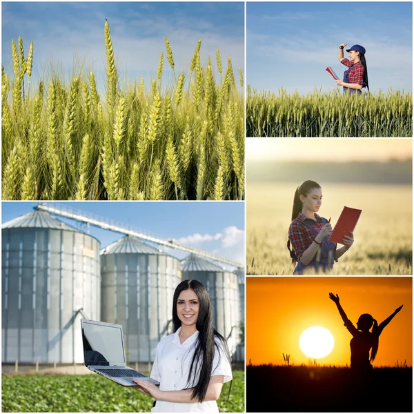Collage of farming in wheat field