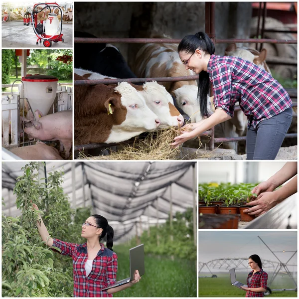 Collage of agricultural industry