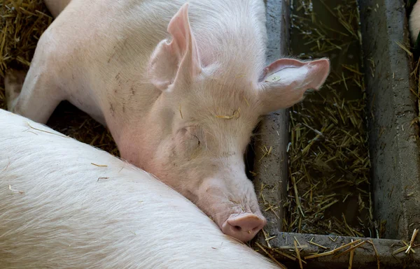 Large white swine sleeping on straw