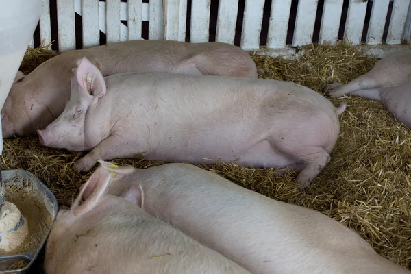 Pigs sleeping beside hog feeder