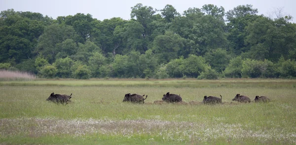 Wild boar with pilets running on meadow