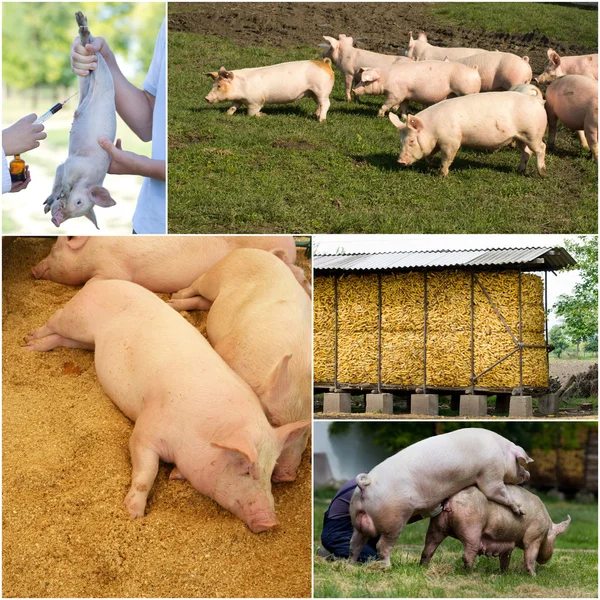 Pig farm collection